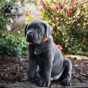 Frida, Cane Corso Puppy
